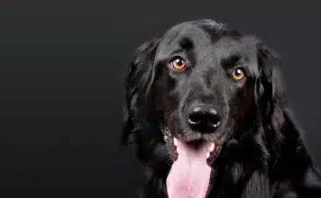 Pourquoi souscrire une assurance pour animaux : avantages et options disponibles