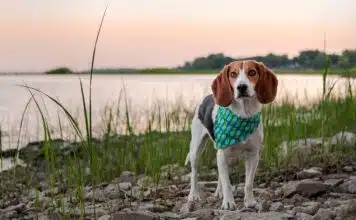 Beagle-Harrier : Santé, éducation, alimentation et prix