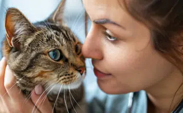 Teigne chez le chat et le chaton : symptômes et traitements efficaces