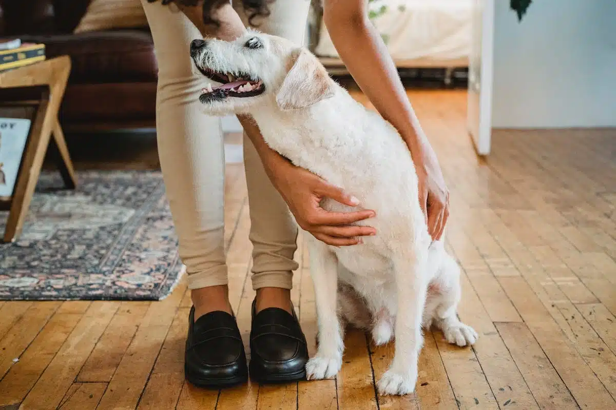 animaux  gadgets