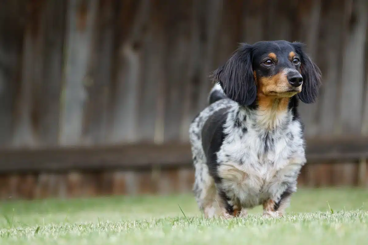chiens tiques