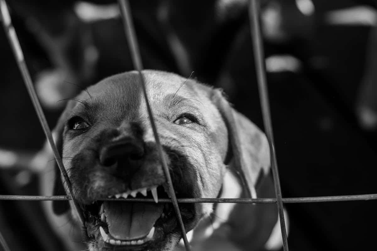 chiens  dangers