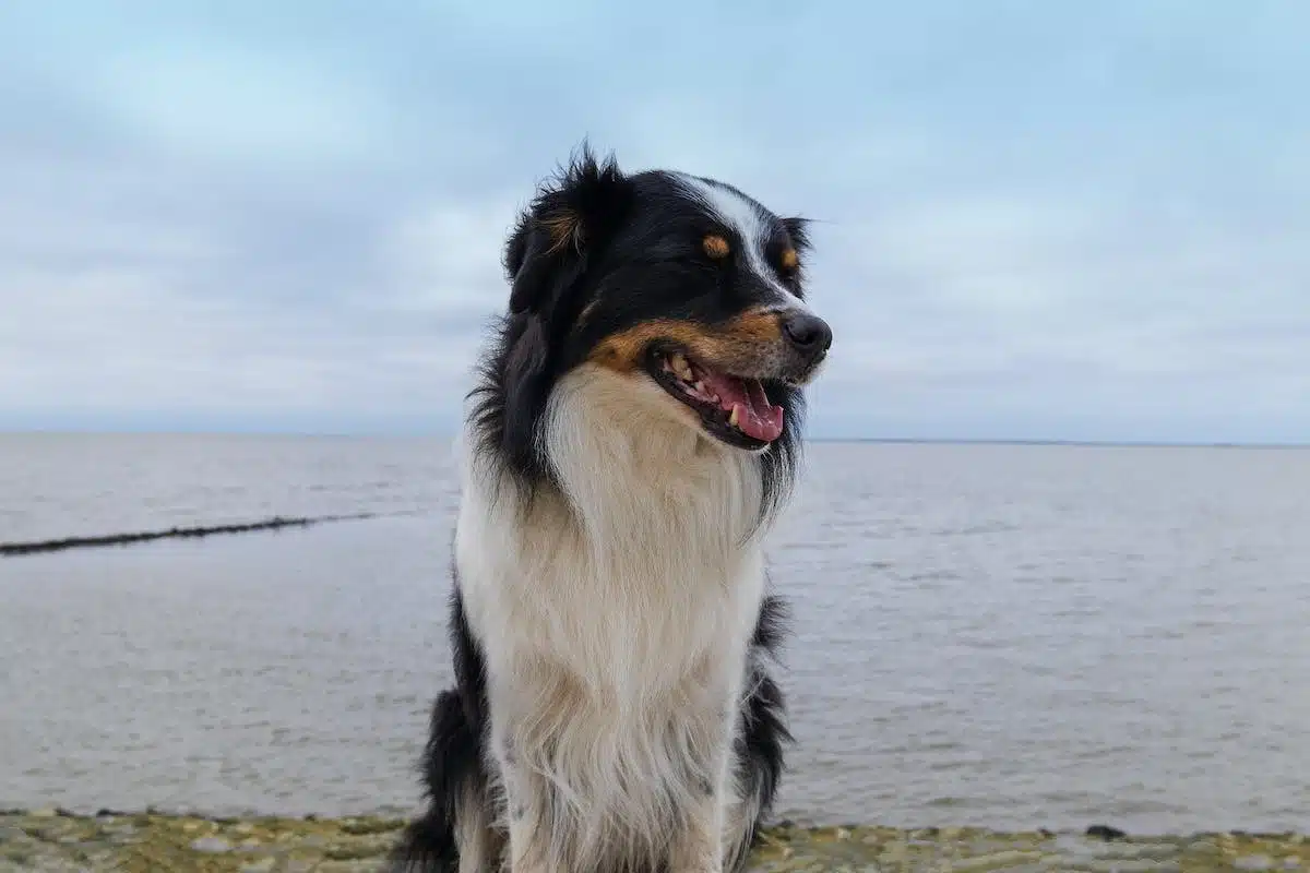 races canines