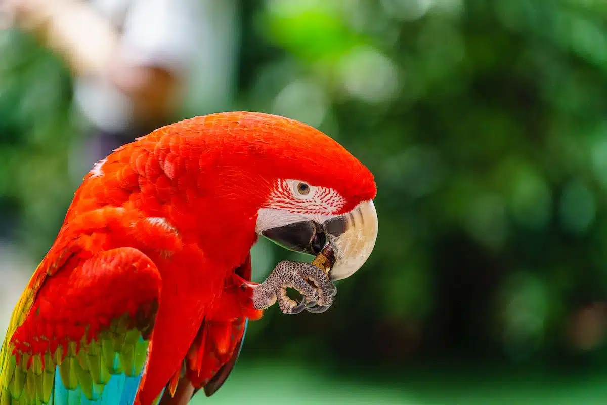 animaux  couleurs