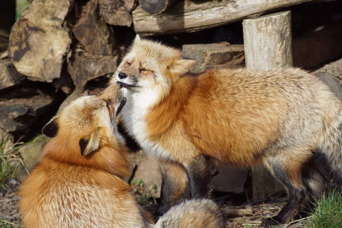 légendes animales