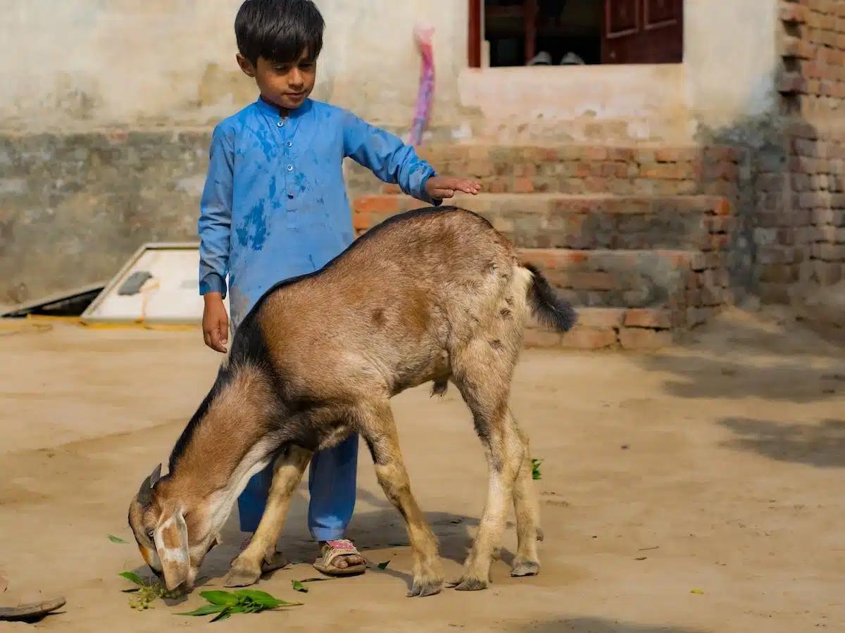 enfants animaux