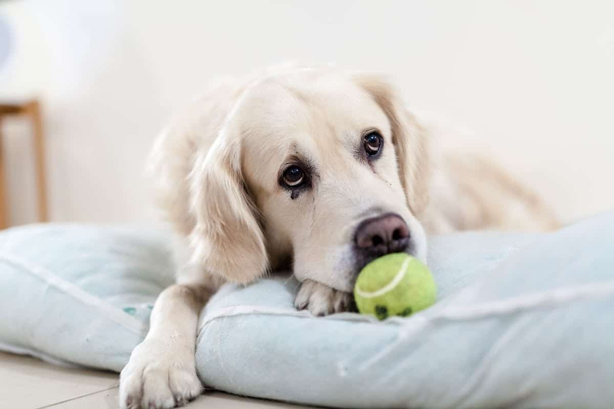 chien  activités