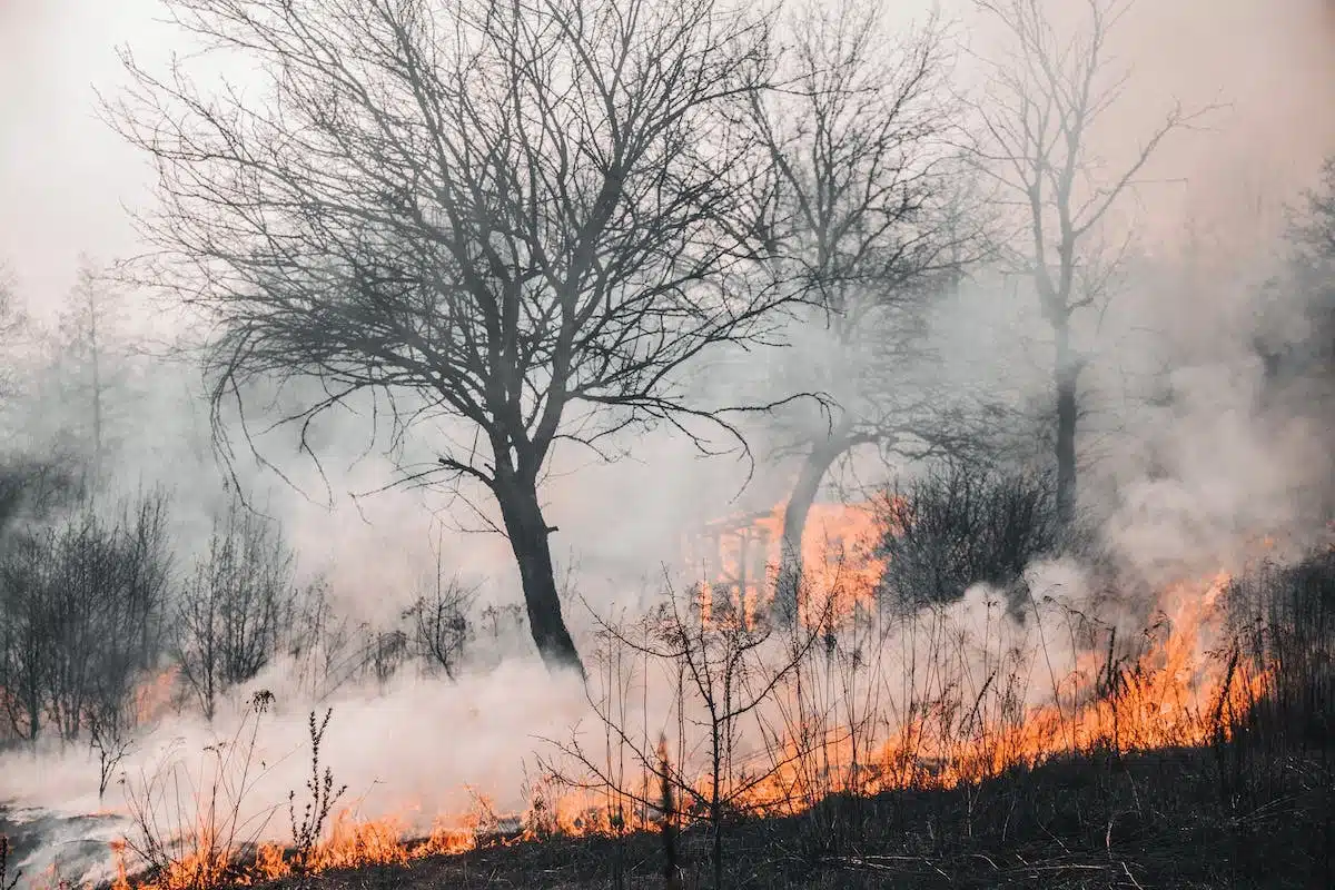 feu forêt