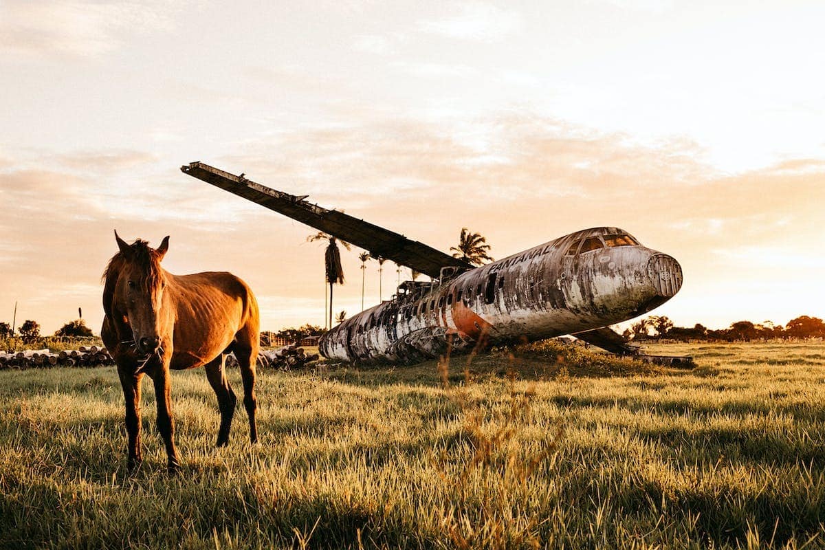 animal avion