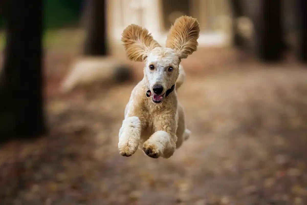 chiot  éducation