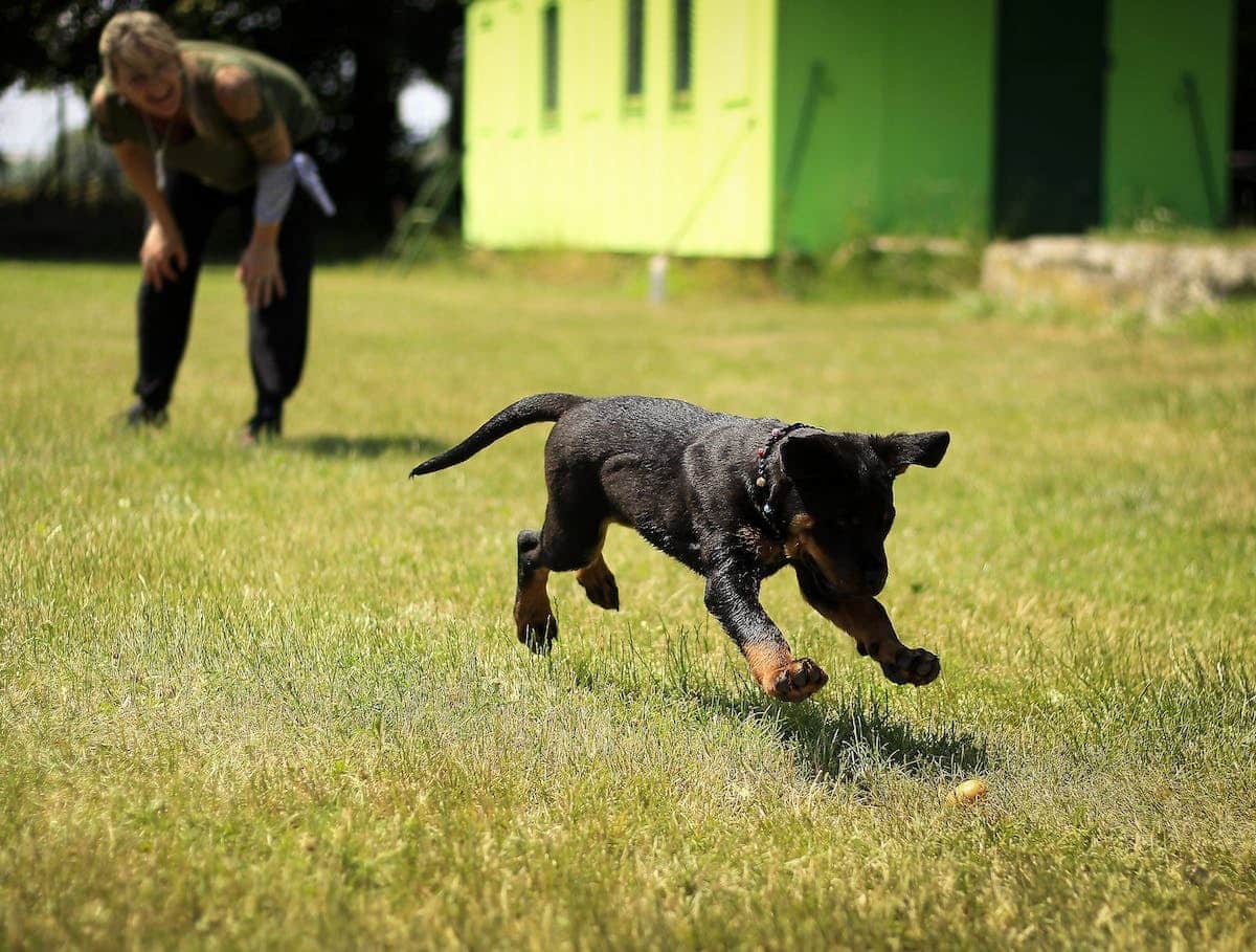 dressage chien