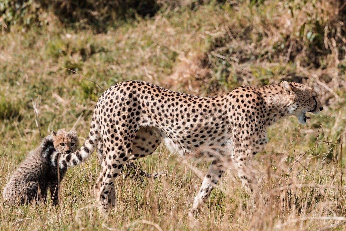 animal  grossesse