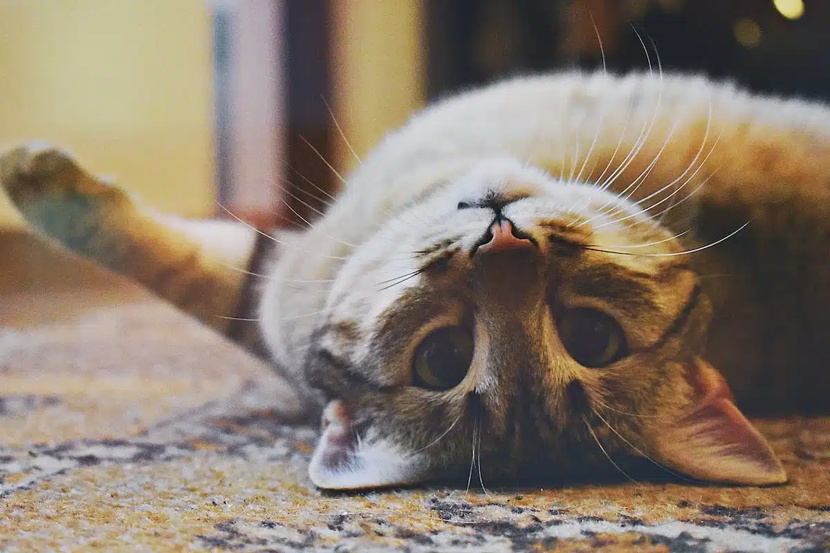 chat  anxiété
