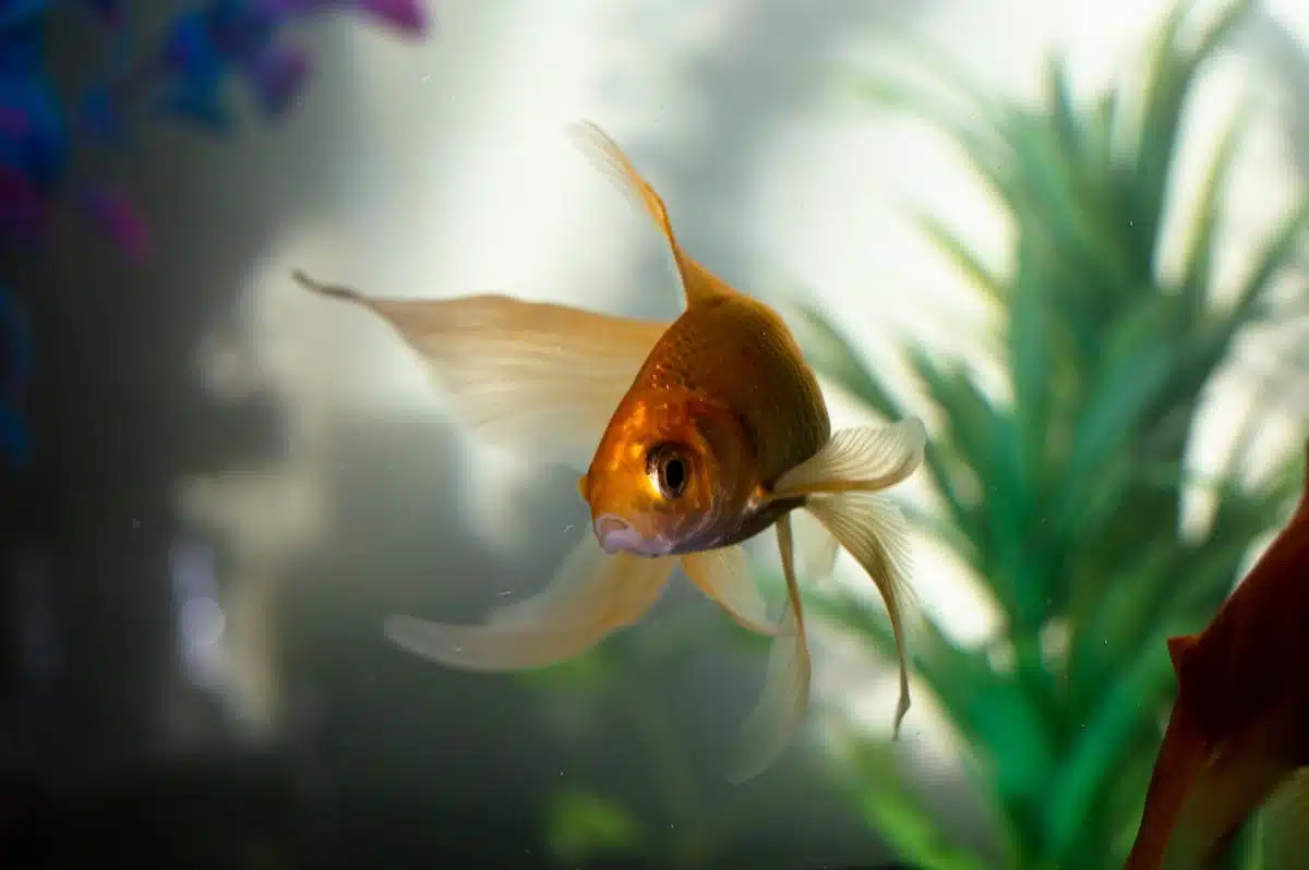 aquarium poissons