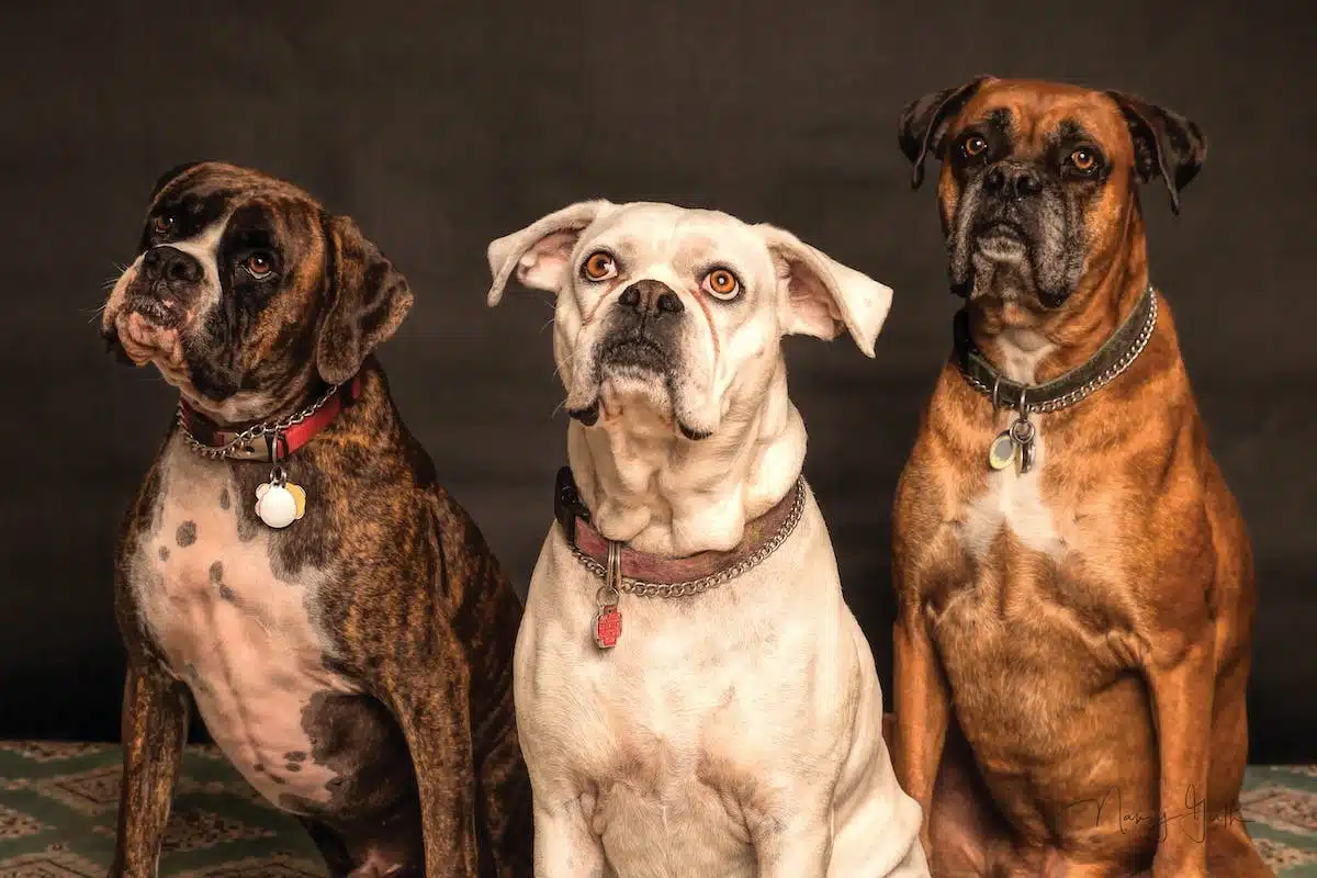 accessoires chien