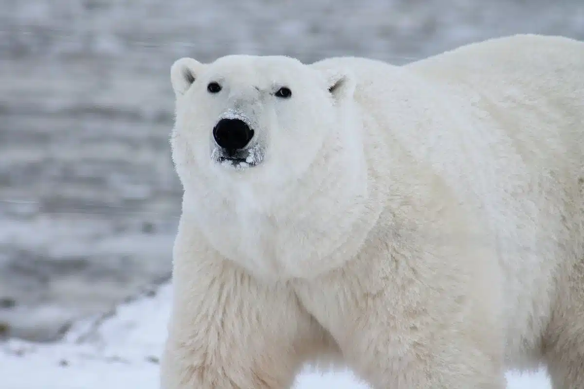 animaux polaires