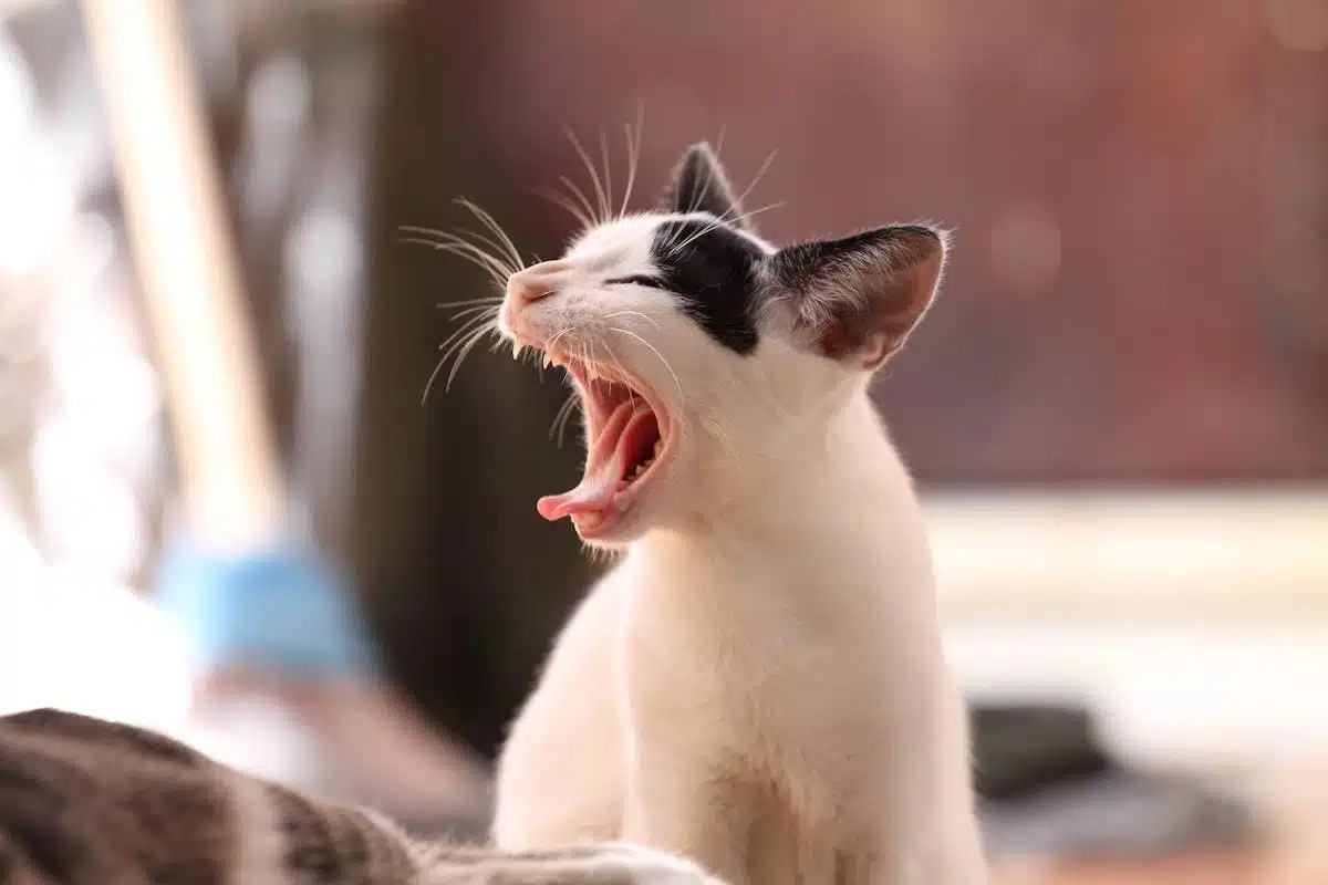 animaux  dentaire