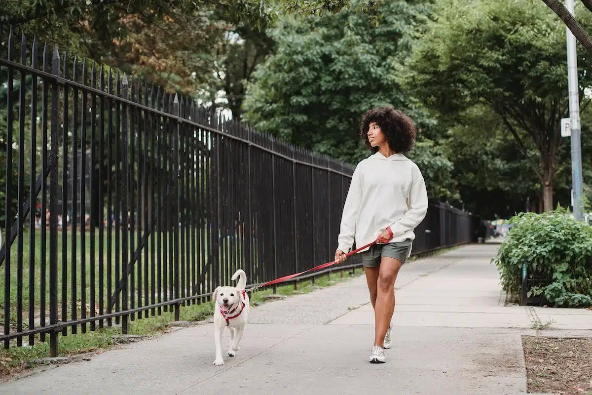 chien promenade