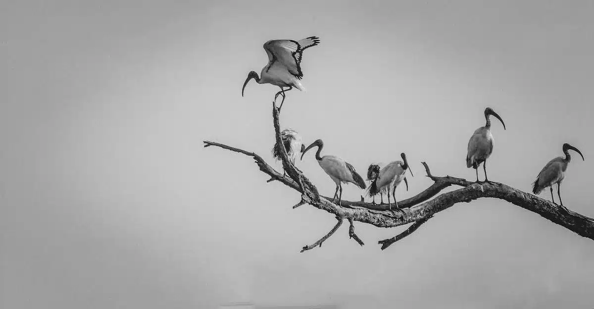 art  animaux