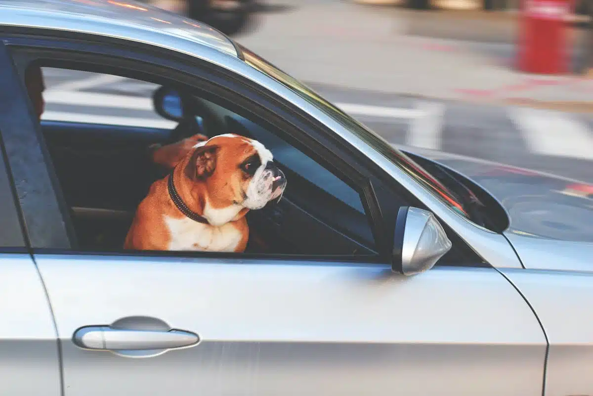 chien  voiture