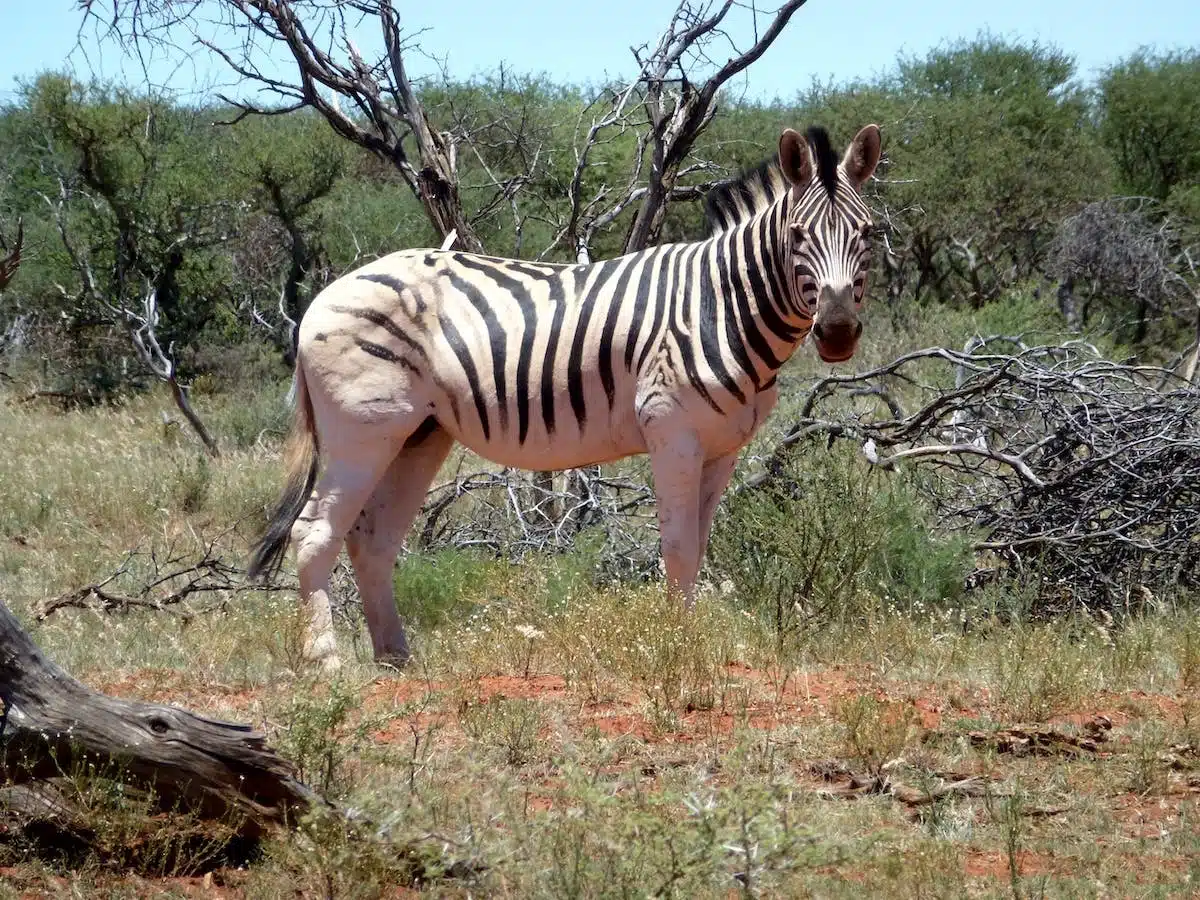 animaux sauvages