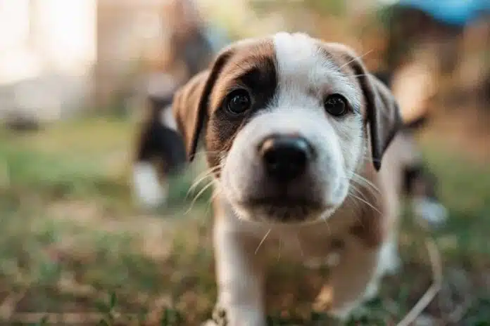 Âge du chien : comprendre son développement et ses besoins