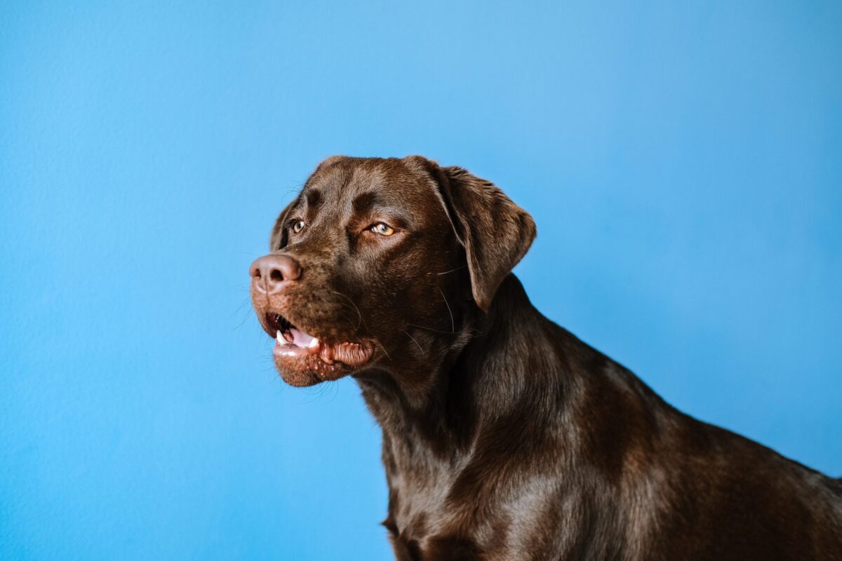 Âge du chien : comprendre son développement et ses besoins