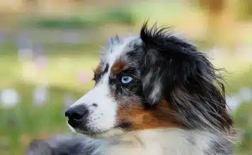 Comment dépenser son berger australien ?