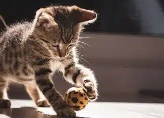 Chat tigré : 3 faits essentiels à savoir sur ce pelage Chat tigré : 3 faits essentiels à savoir sur ce pelage