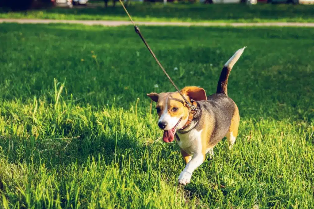 Comment résoudre les problèmes de traction en laisse de votre chien Les solutions de comportementalistes canins
