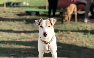 Comment résoudre les problèmes de traction en laisse de votre chien Les solutions de comportementalistes canins