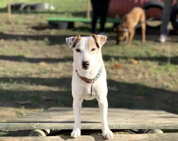 Comment résoudre les problèmes de traction en laisse de votre chien Les solutions de comportementalistes canins