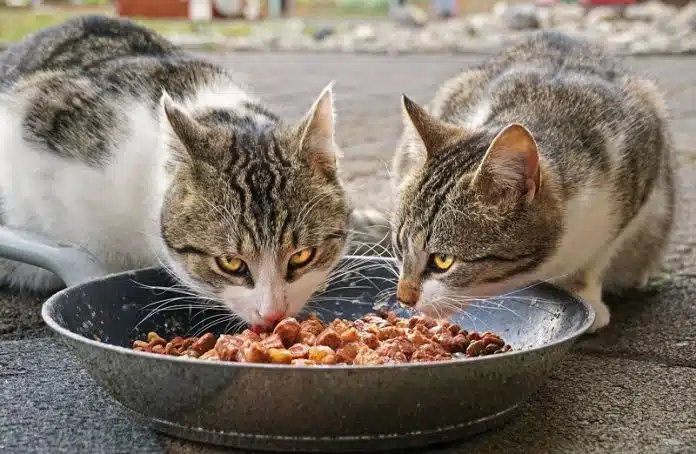 Comment trouver les meilleures croquettes en ligne pour votre chien et chat