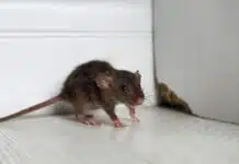 Comprendre les signes d'infestation tout savoir sur les excréments de souris