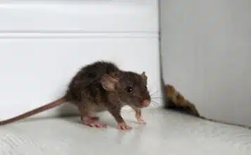 Comprendre les signes d'infestation tout savoir sur les excréments de souris