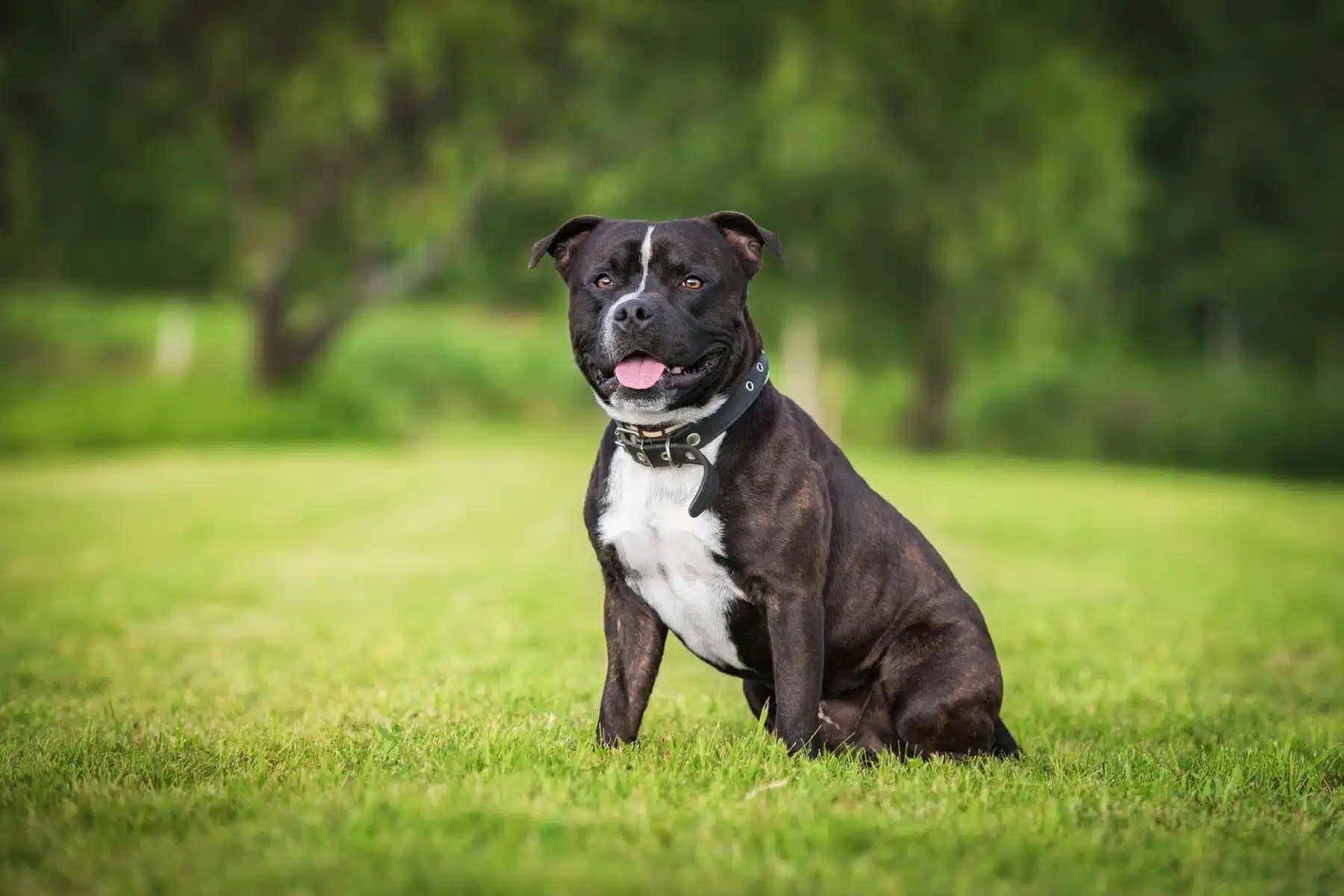 Coût d'un staffie : Prix d'achat et entretien