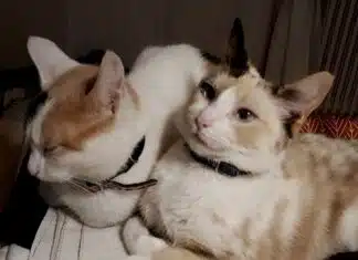 Faire cohabiter deux chats : conseils pour une harmonie durable