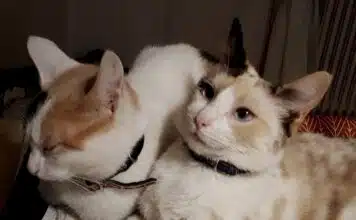 Faire cohabiter deux chats : conseils pour une harmonie durable Faire cohabiter deux chats : conseils pour une harmonie durable