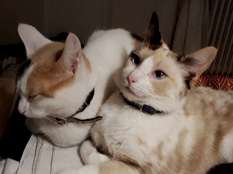 Faire cohabiter deux chats : conseils pour une harmonie durable