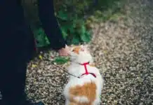 Mettre un harnais à votre chat : étapes faciles pour sa sécurité