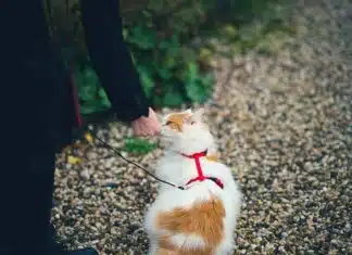 Mettre un harnais à votre chat : étapes faciles pour sa sécurité