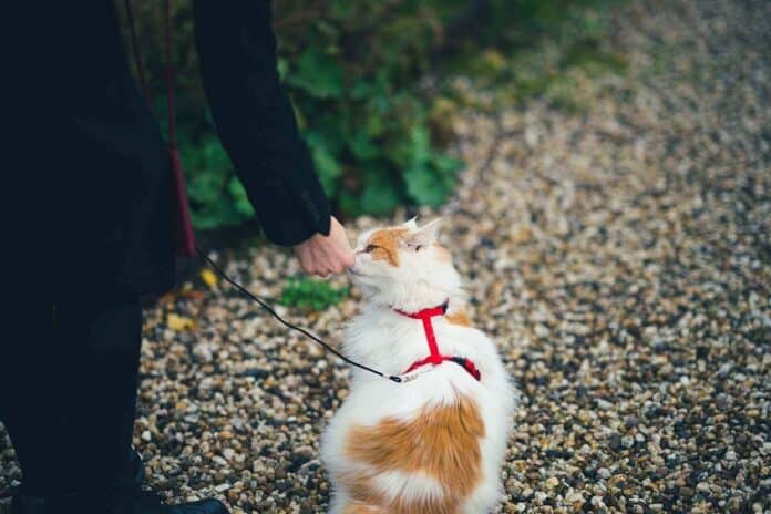 Mettre un harnais à votre chat : étapes faciles pour sa sécurité