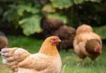 Où acheter des poules pondeuses : Conseils et adresses