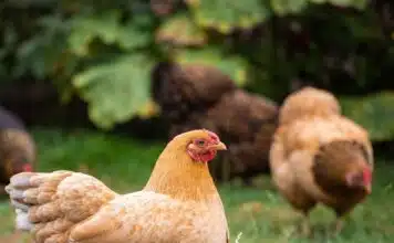 Où acheter des poules pondeuses : Conseils et adresses