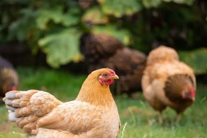 Où acheter des poules pondeuses : Conseils et adresses