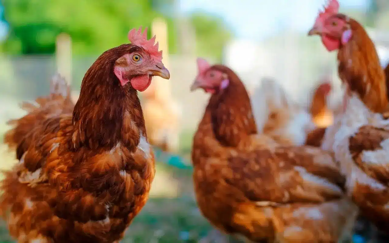 Où acheter des poules pondeuses : Conseils et adresses