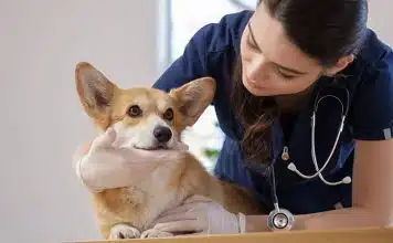 Pourquoi choisir des consultations vétérinaires à domicile