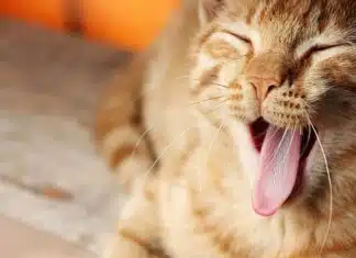 Prise en charge des chats qui vomissent : causes et solutions Prise en charge des chats qui vomissent : causes et solutions