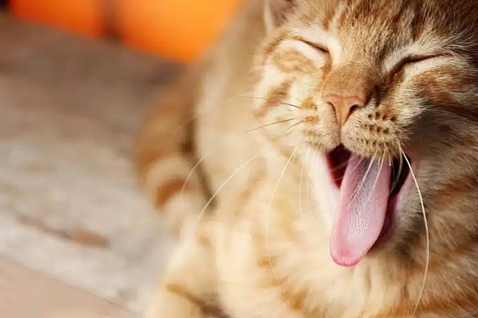 Prise en charge des chats qui vomissent : causes et solutions