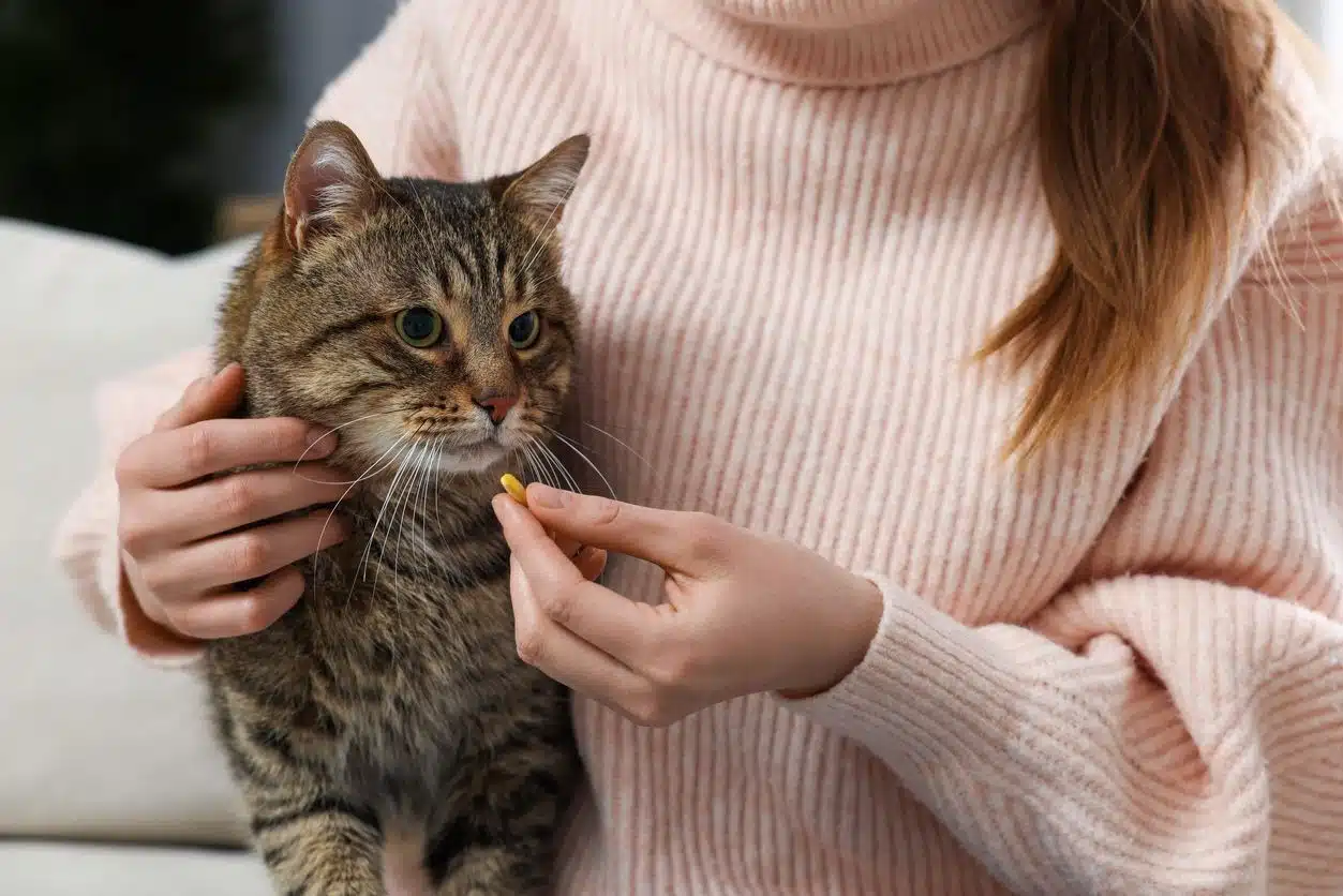 Prise en charge des chats qui vomissent : causes et solutions